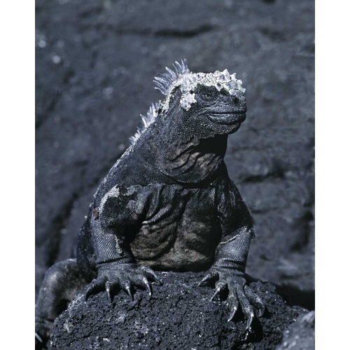 Ecuador, Galapagos Islands Marine iguana